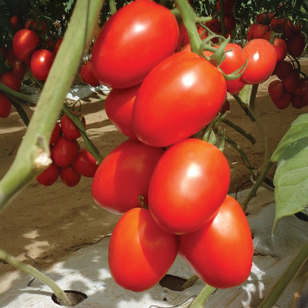 Tomato Granadero F1 Organic Seed For Sale