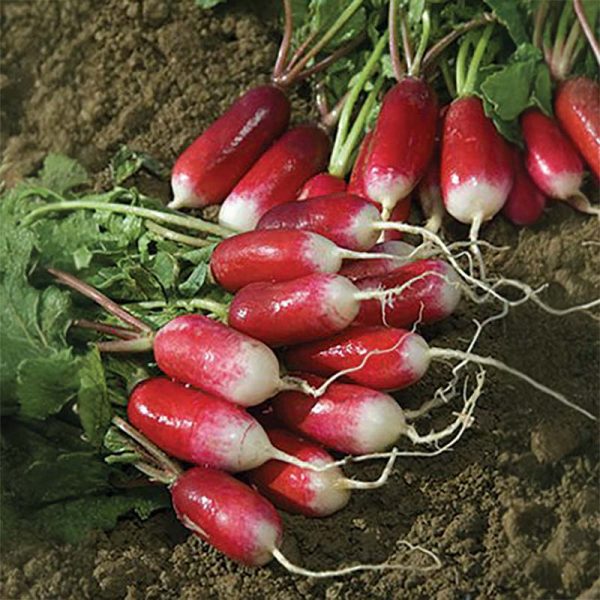 Radish French Breakfast Seed For Cheap - Image 3