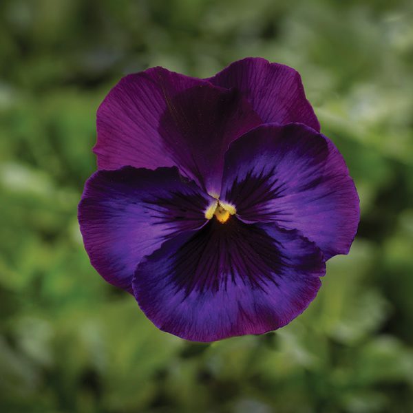 Pansy Delta Premium Neon Violet F1 Seed Cheap