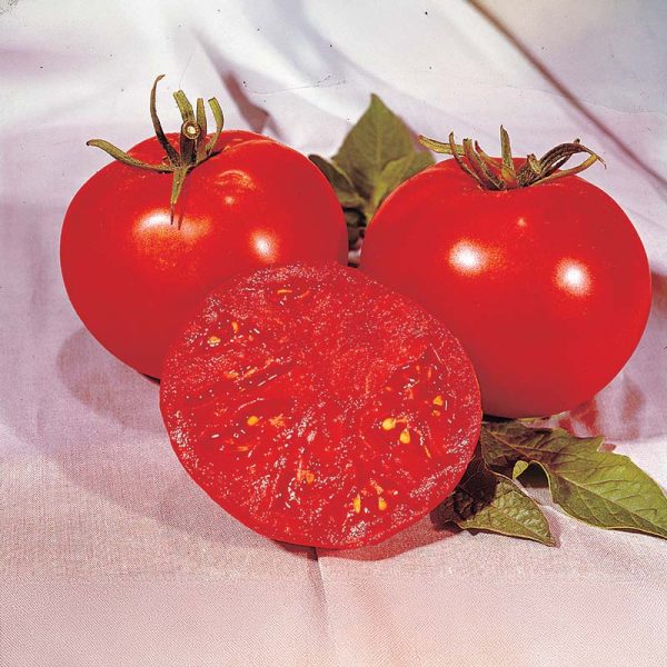 Tomato Moreton Hybrid F1 Seed Online - Image 4
