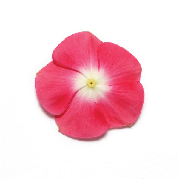 Vinca Pacifica XP Mix Seed For Discount - Image 5