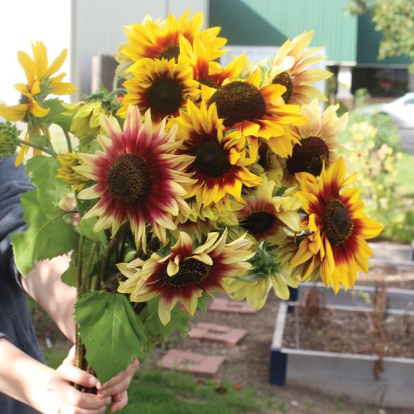 Sunflower Magic Roundabout Mix Seed Supply