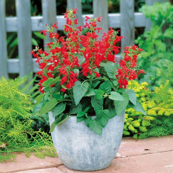 Salvia Lady In Red Seed Sale