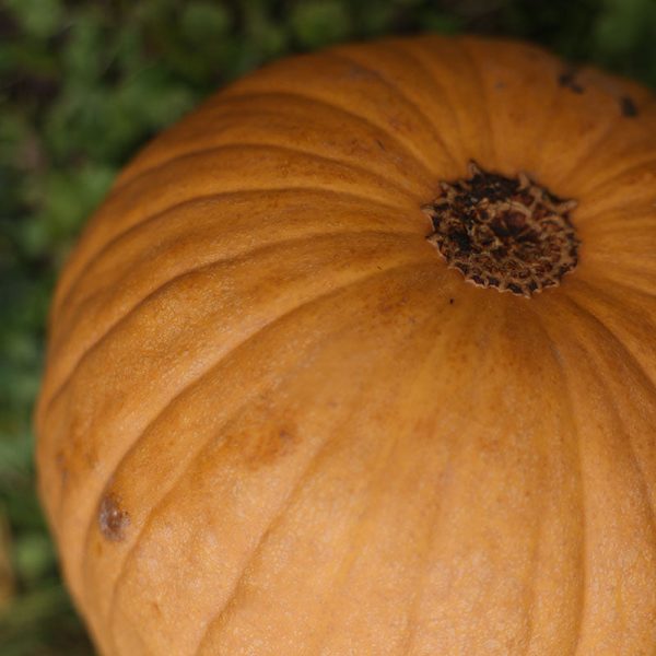 Pumpkin Spicy Mocha F1 Seed For Sale - Image 4