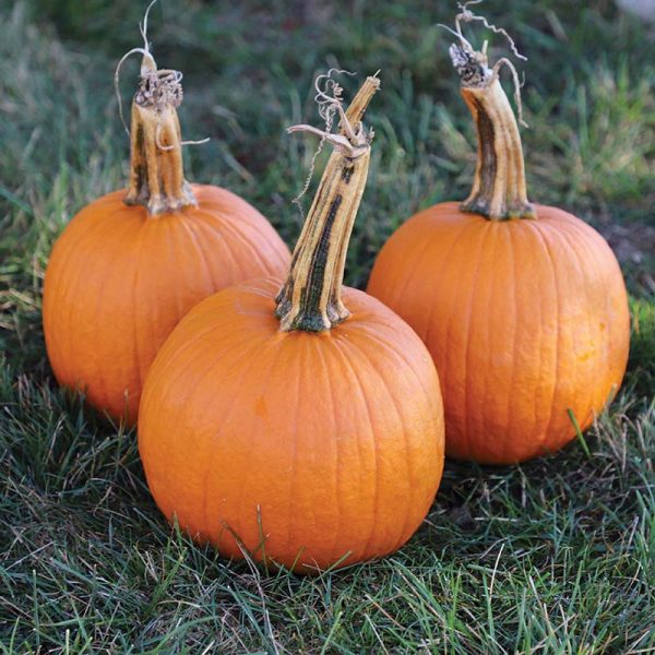 Pumpkin Jack Sprat F1 Seed Online Sale - Image 4