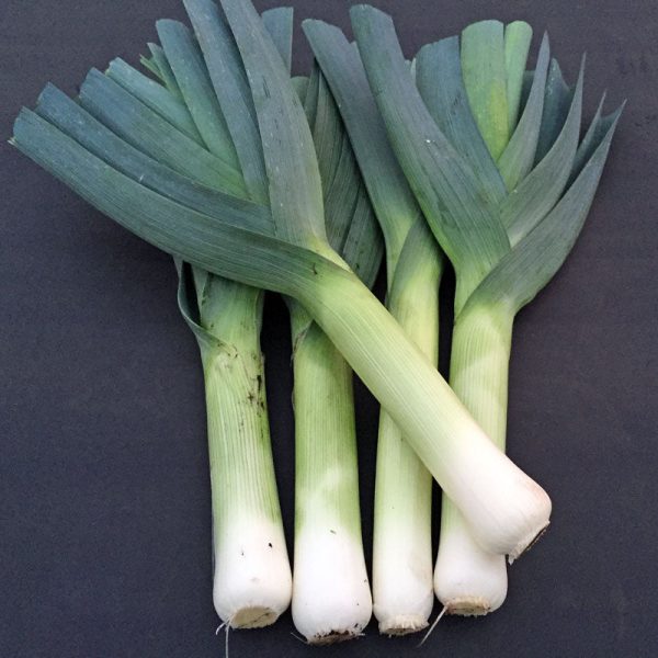Leek Comanche F1 Organic Seed Fashion