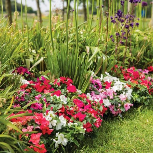 Impatiens Imara XDR Pastel Mix F1 Seed Fashion - Image 2