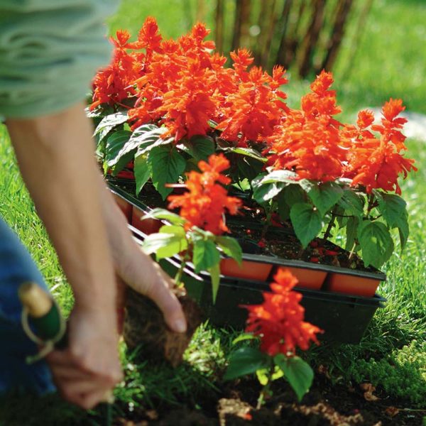 Salvia Vista Red Seed For Sale - Image 3