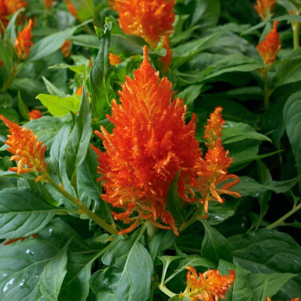 Celosia Flamma Orange  Seed Online now - Image 2