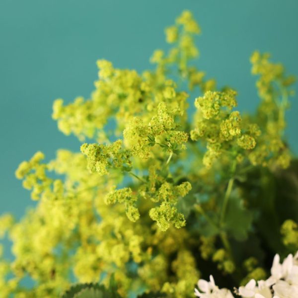 Bupleurum Griffitti Seed on Sale - Image 5