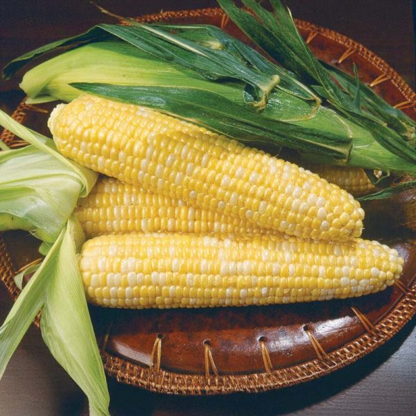 Sweet Corn Kristine F1 Seed Fashion