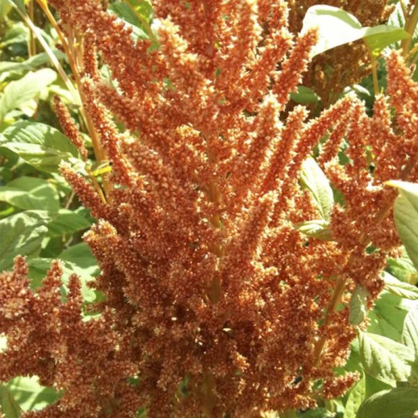Amaranthus Hot Biscuits Mix Organic  Seed Cheap - Image 2