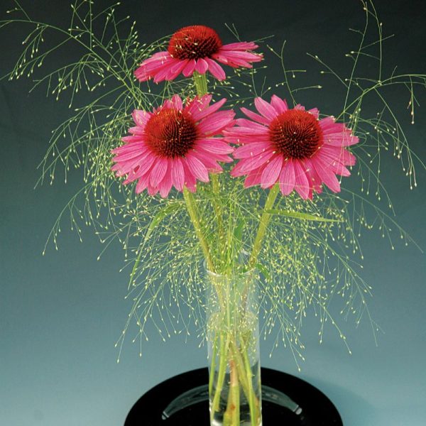 Echinacea Primadonna Deep Rose Seed Fashion - Image 2