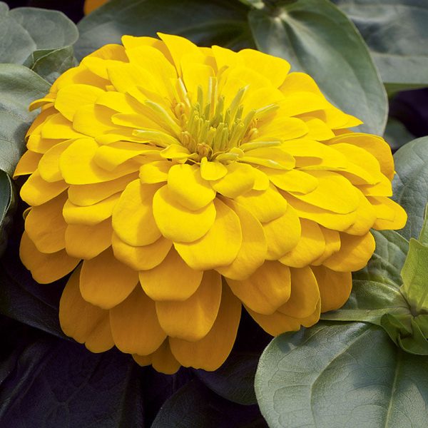 Zinnia Magellan Mix F1 Seed Sale - Image 4
