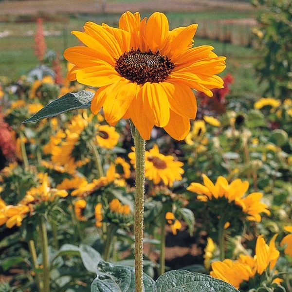 Sunflower Soraya Seed Cheap