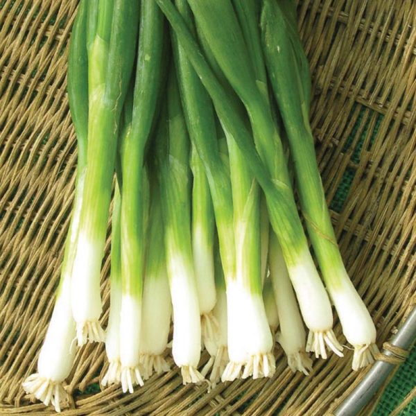 Onion Tokyo Long White Seed Sale - Image 2