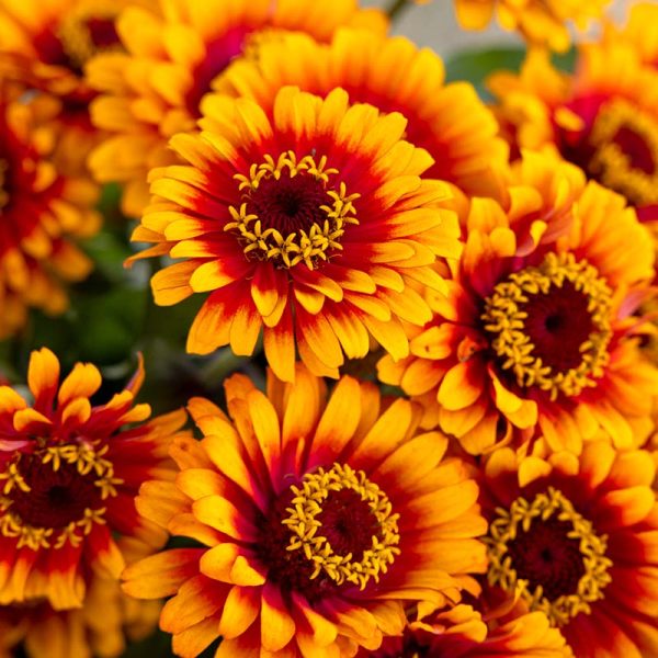Zinnia Zowie Yellow Flame F1 Seed Hot on Sale - Image 2