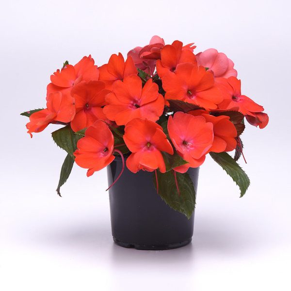 Impatiens Solarscape Orange Burst F1 Seed For Cheap - Image 5