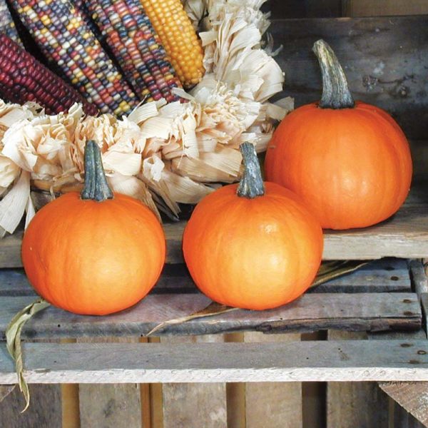 Pumpkin Apprentice F1 Seed Online - Image 2