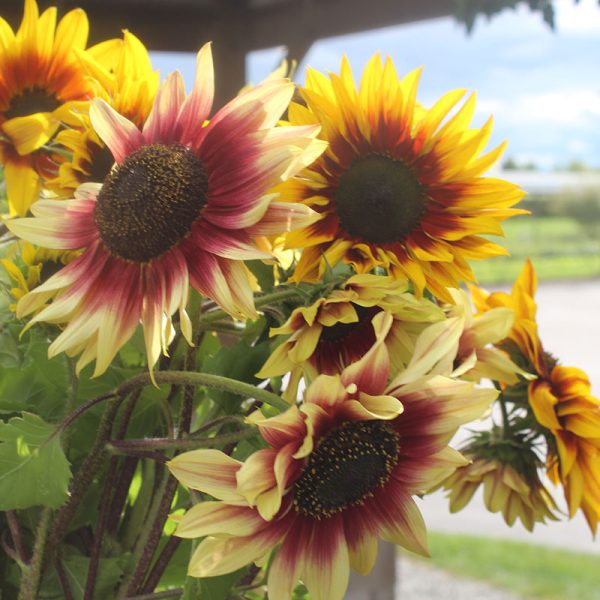 Sunflower Magic Roundabout Mix Seed Supply - Image 2