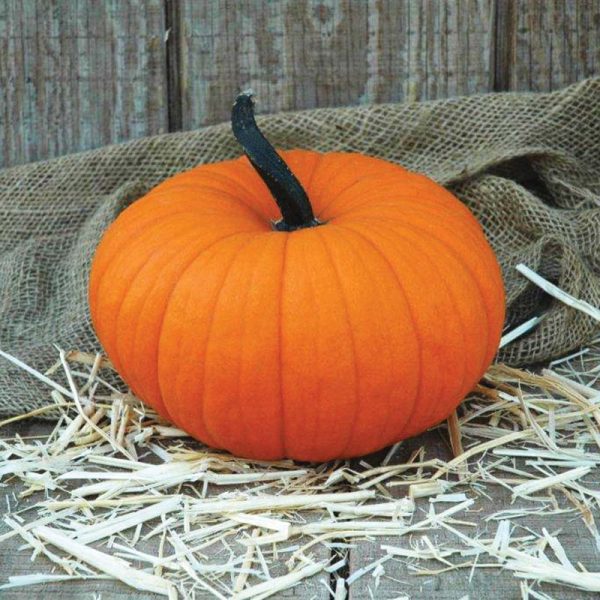 Pumpkin Flatso F1 Seed Online now