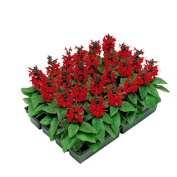 Salvia Lady In Red Seed Sale - Image 2