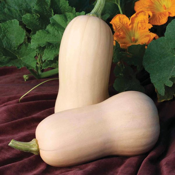 Squash Polaris F1 Seed Sale
