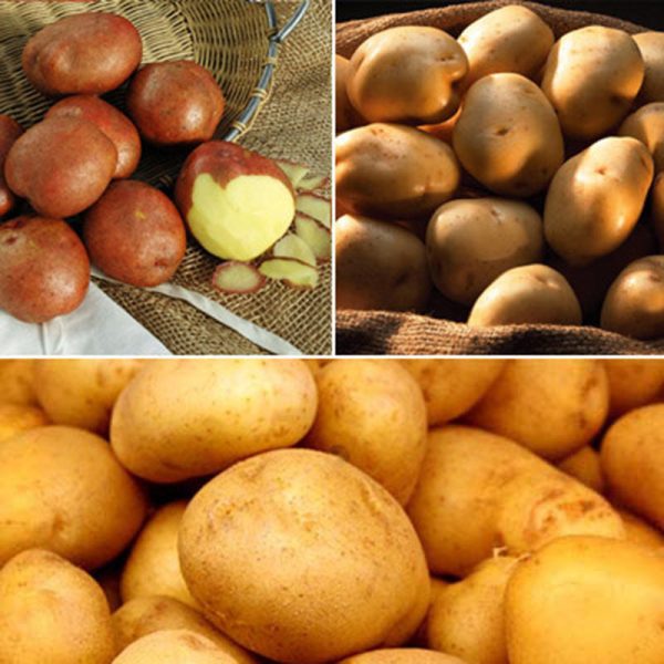 Potato Lovers Collection on Sale