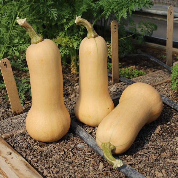Squash Essex F1 Seed Hot on Sale