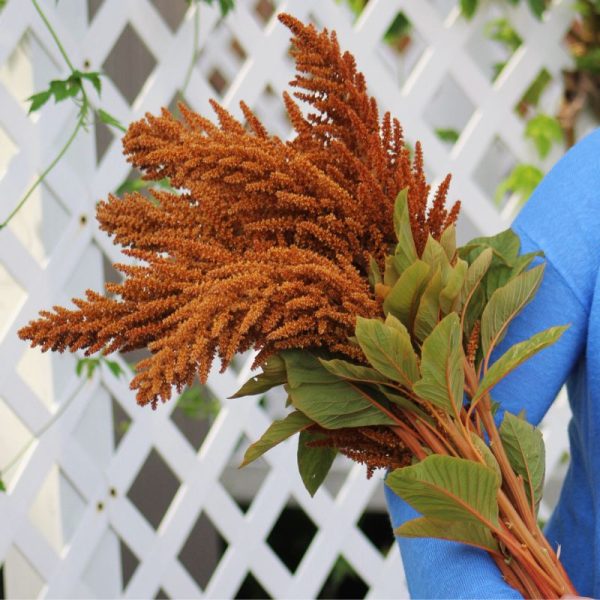 Amaranthus Hot Biscuits Mix Organic  Seed Cheap