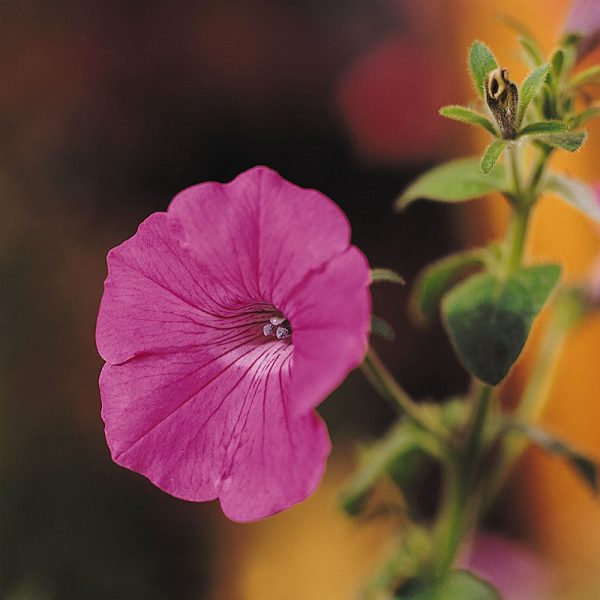 Petunia Tidal Wave Hot Pink F1 Seed Online Sale - Image 2