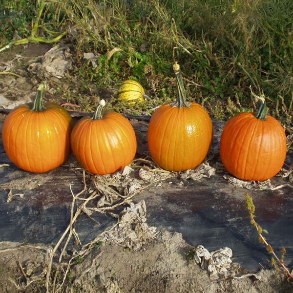 Pumpkin Magician F1 Seed For Discount - Image 3