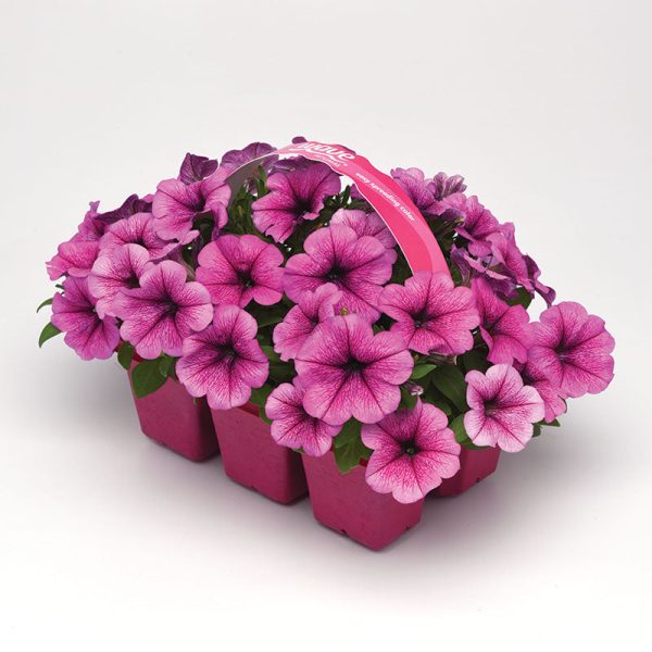 Petunia Easy Wave Rose Fusion F1 Seed Online Hot Sale - Image 4
