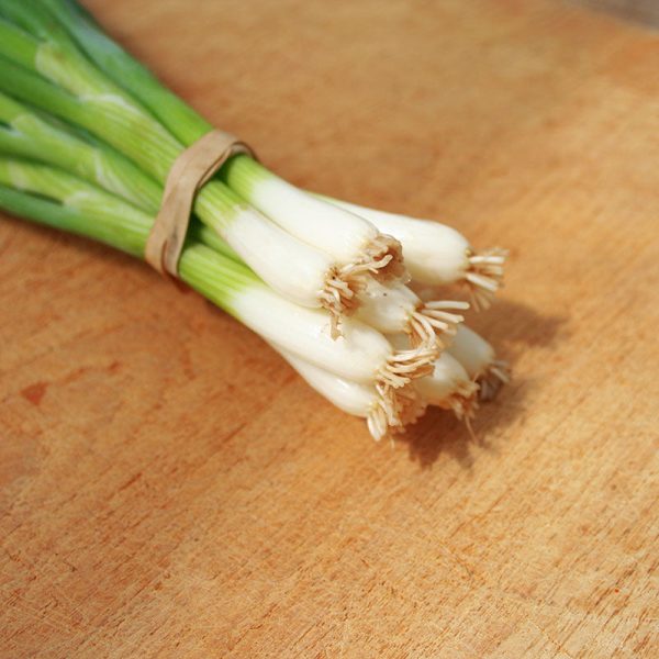 Onion Tokyo Long White Seed Sale - Image 4