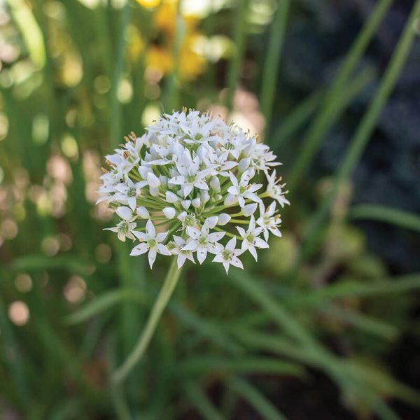 Allium Autumn Bee Attraction F1 Seed Online Sale - Image 2
