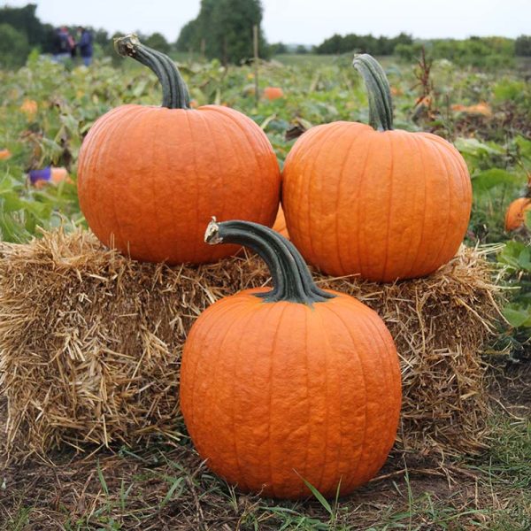 Pumpkin Cronus F1 Seed Supply - Image 4