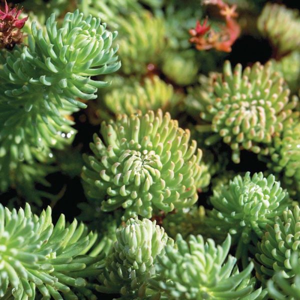 Sedum Oracle Seed Sale - Image 2