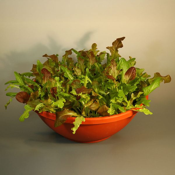 Simply Salad Alfresco Mix Seed For Sale - Image 2