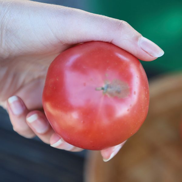 Tomato Damsel F1 Seed Online Sale - Image 5