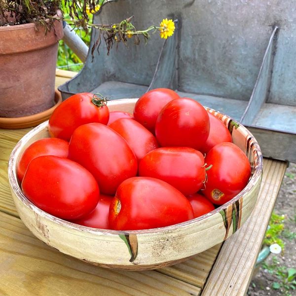 Tomato Atrevido F1 Seed For Cheap - Image 5