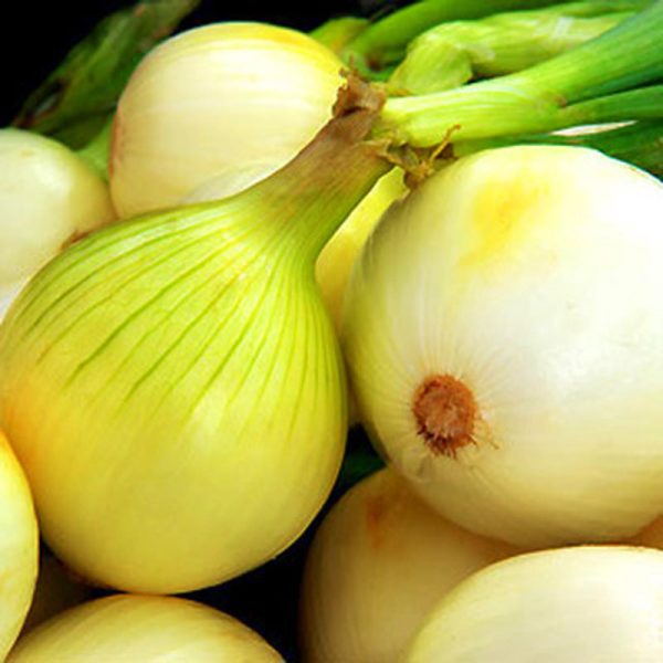 Onion Sets - White Ebenezer Online - Image 3