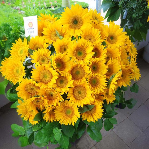 Sunflower Sunrich Gold F1 Seed Discount - Image 2
