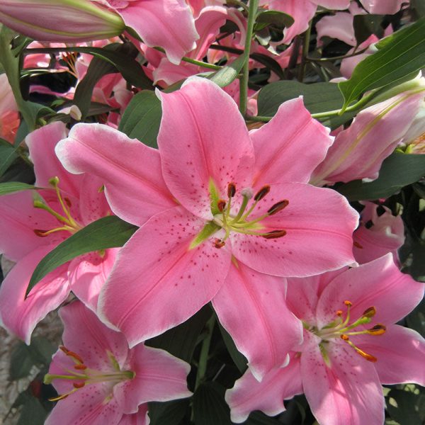 Lily Sorbonne Bulbs on Sale