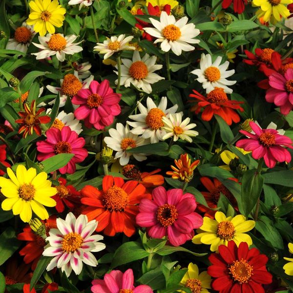 Zinnia Zahara Mix Seed Supply - Image 3