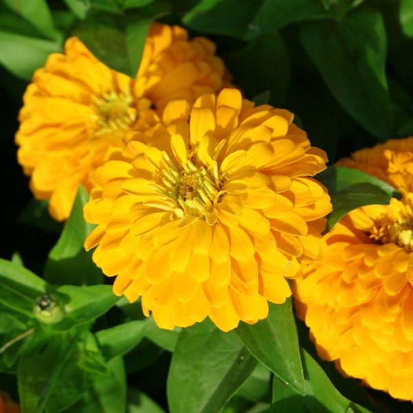 Zinnia Magellan Yellow F1 Seed For Sale - Image 3