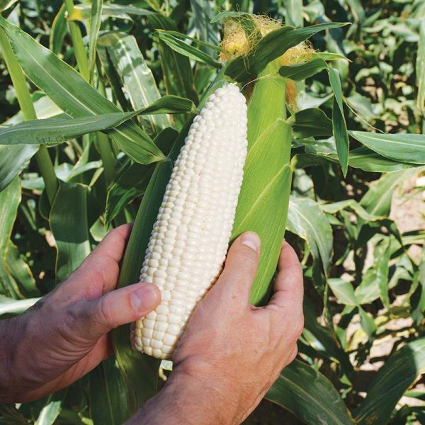 Sweet Corn Natalie F1 Seed Discount - Image 2