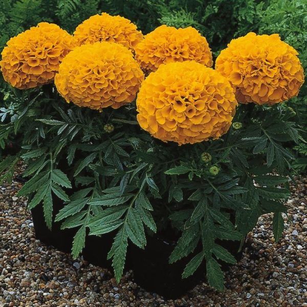 Marigold Antigua Orange F1 Seed For Cheap - Image 2