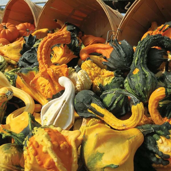 Gourd Autumn Wings Blend Seed Sale - Image 2