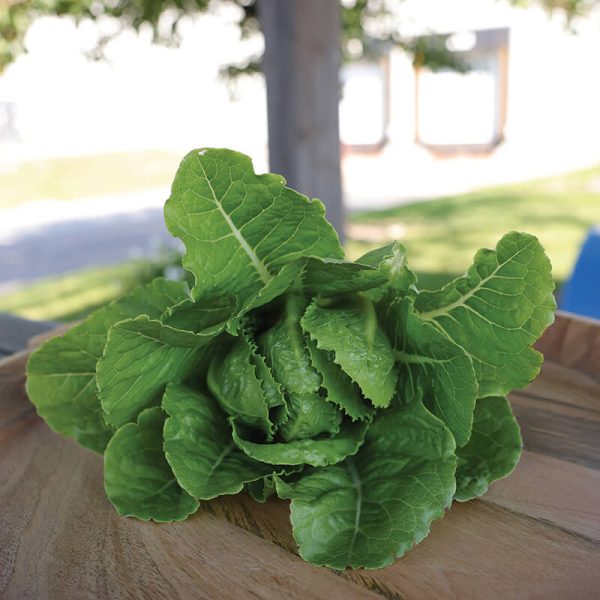 Lettuce Bluerock Seed Cheap