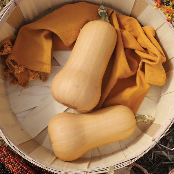 Squash Hamilton Organic Seed Cheap - Image 2
